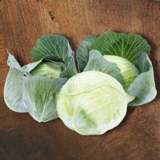 Missourima RZ Cabbage Thumbnail